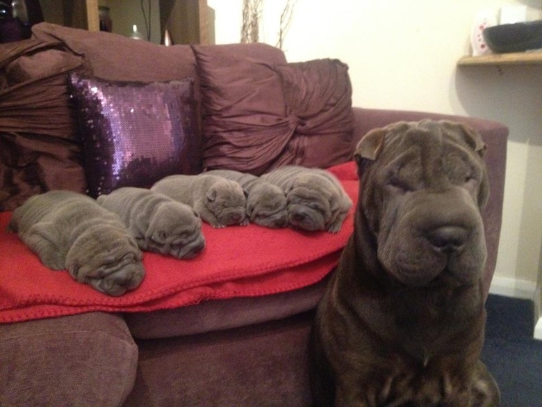 Plump Puppies Prove All The Good Things In Life Are Chubby