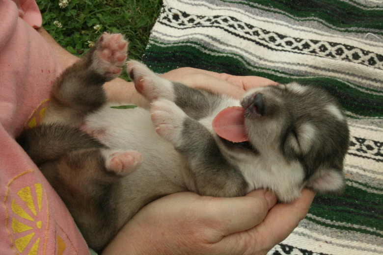 Plump Puppies Prove All The Good Things In Life Are Chubby