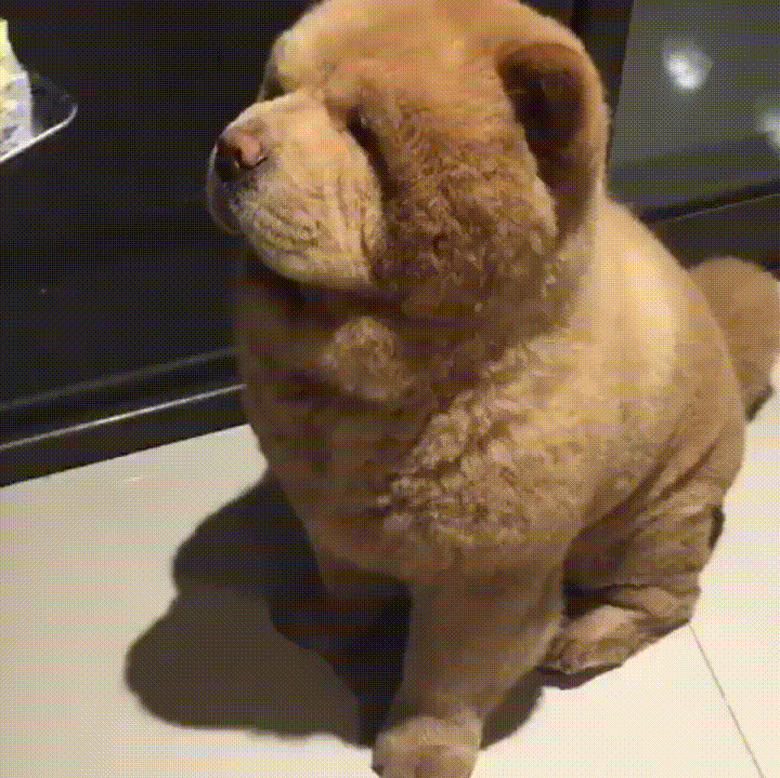 Plump Puppies Prove All The Good Things In Life Are Chubby