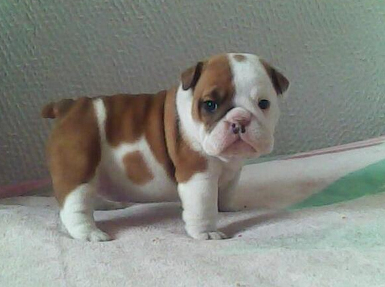 Plump Puppies Prove All The Good Things In Life Are Chubby