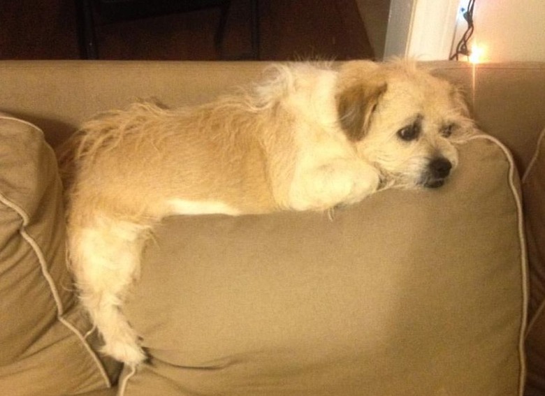 These 26 Corgi Mixes Prove The Best Things In Life Come In Small Packages