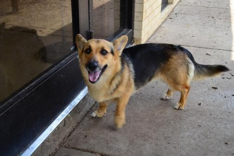 These 26 Corgi Mixes Prove The Best Things In Life Come In Small Packages