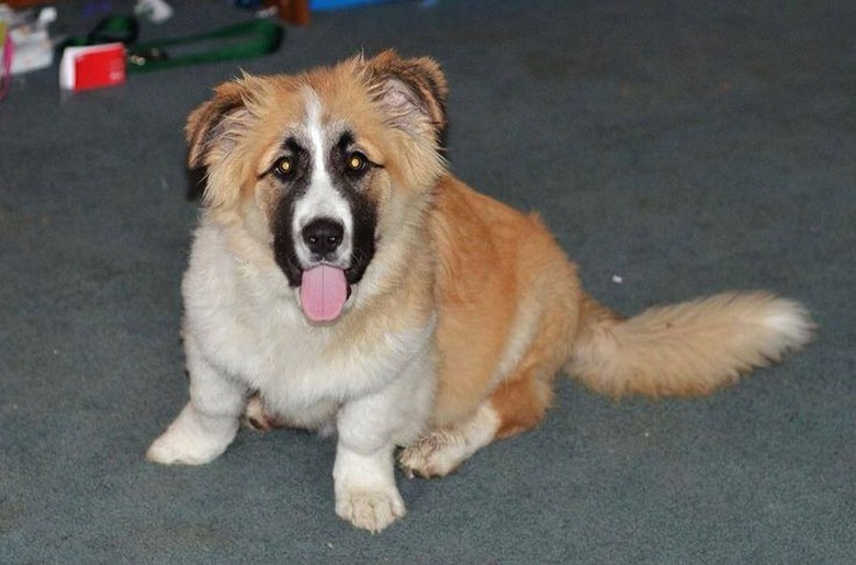 These 26 Corgi Mixes Prove The Best Things In Life Come In Small Packages