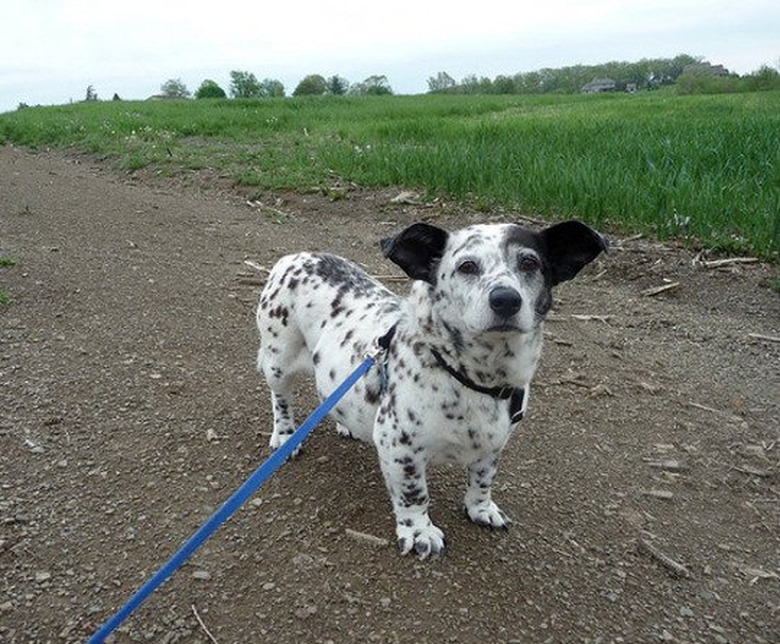 These 26 Corgi Mixes Prove The Best Things In Life Come In Small Packages