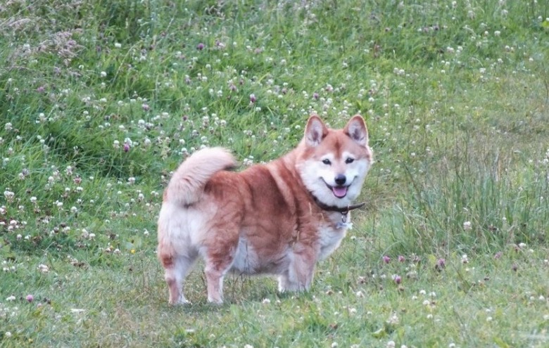 These 26 Corgi Mixes Prove The Best Things In Life Come In Small Packages