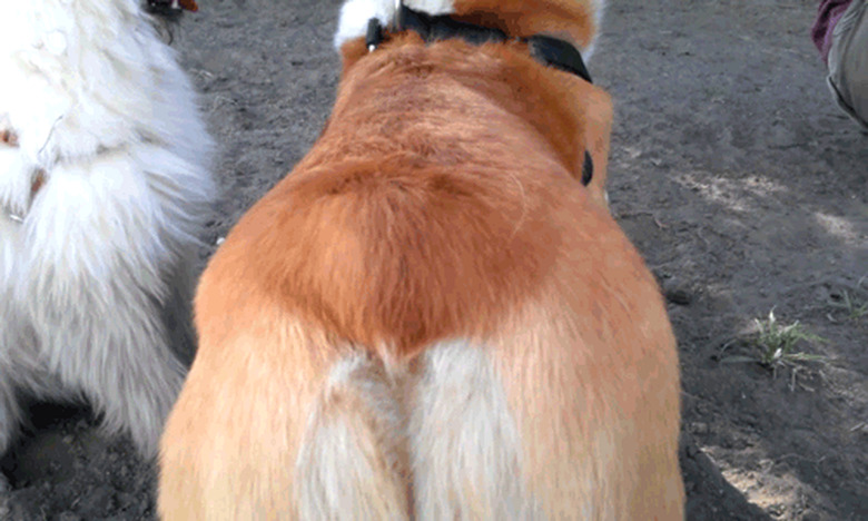 corgi wagging butt