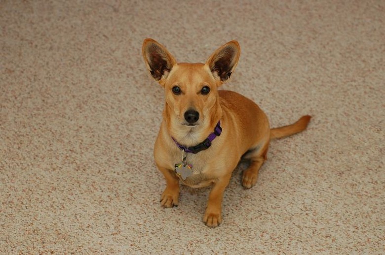 These 26 Corgi Mixes Prove The Best Things In Life Come In Small Packages