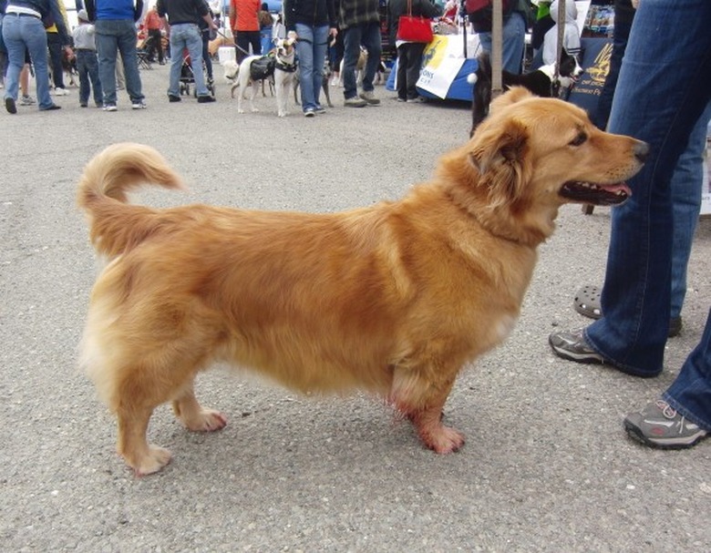 These 26 Corgi Mixes Prove The Best Things In Life Come In Small Packages