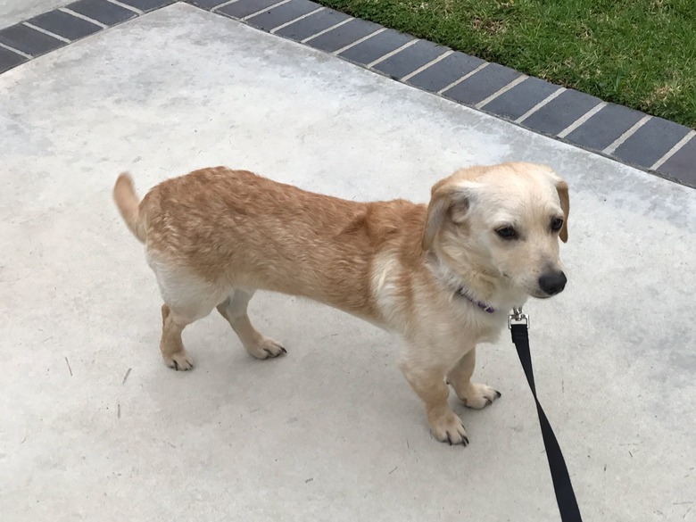 These 26 Corgi Mixes Prove The Best Things In Life Come In Small Packages