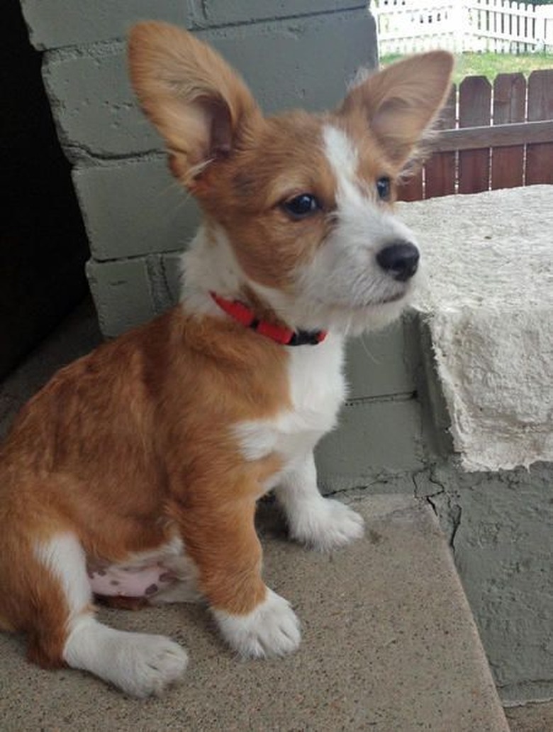 These 26 Corgi Mixes Prove The Best Things In Life Come In Small Packages