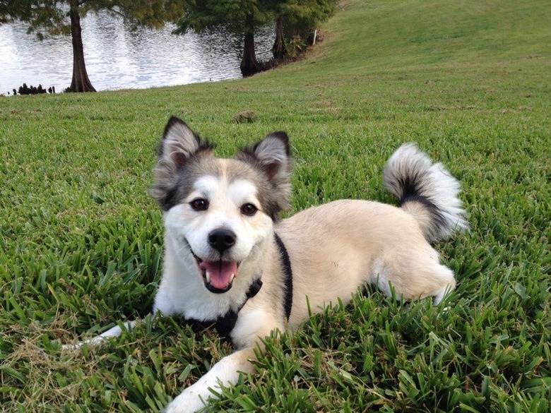 These 26 Corgi Mixes Prove The Best Things In Life Come In Small Packages