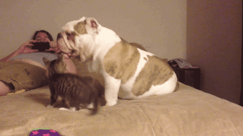 cat jumps on bulldog's face