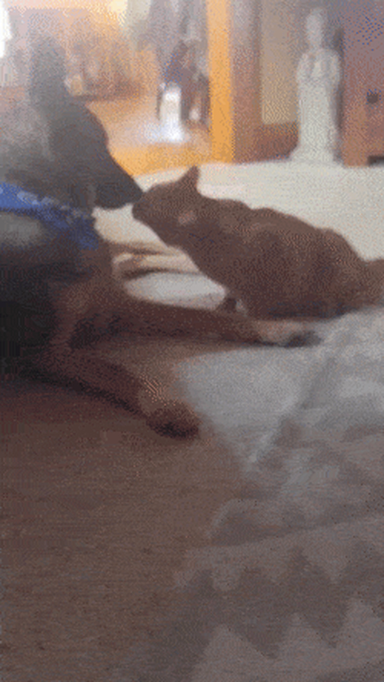 cat smacks dog playfully