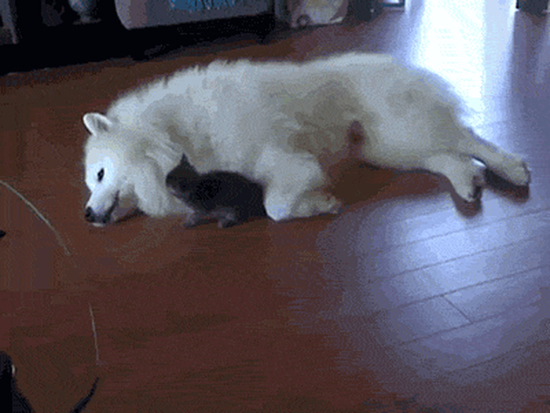 kitten pounces on white dog