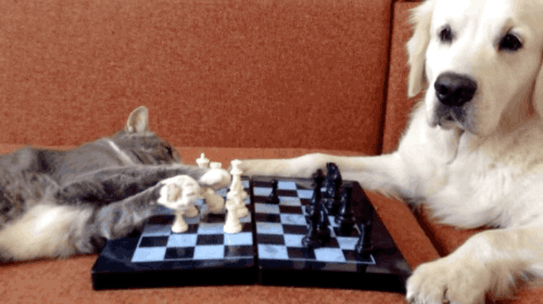 cat and dog play chess