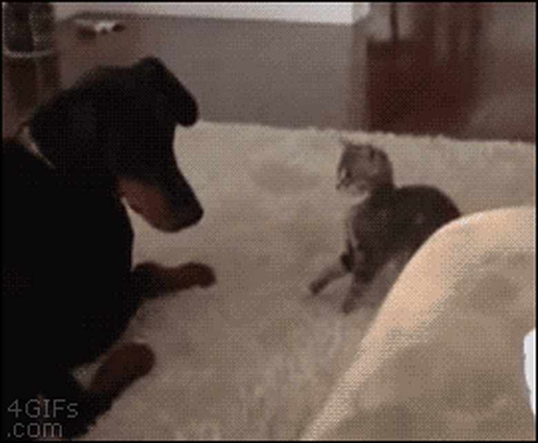 dog tolerates pouncing kitten