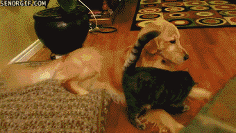 cat aggressively hugs dog