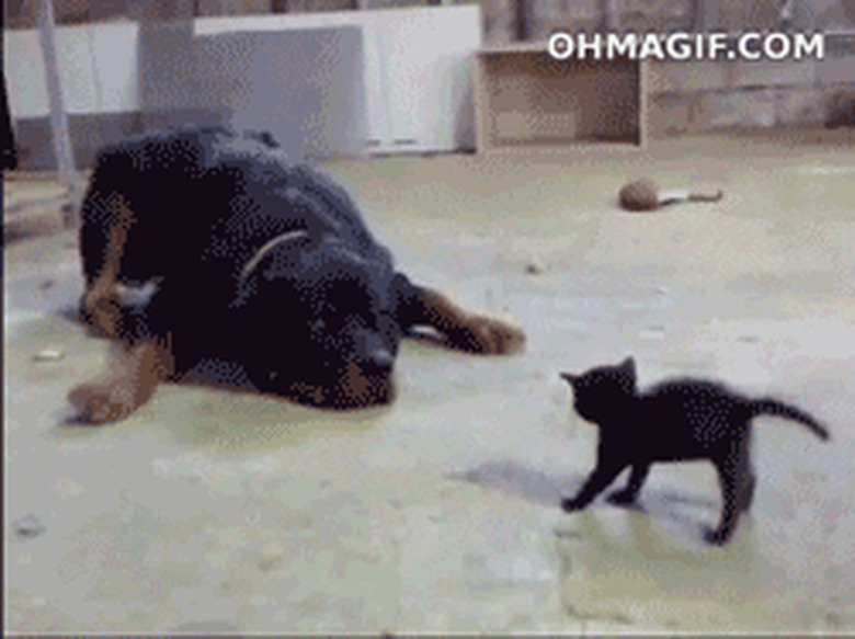 small cat scares big dog