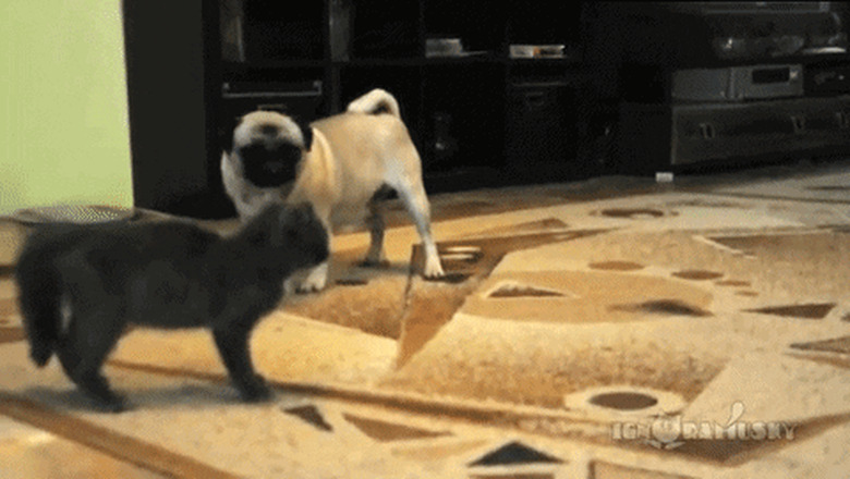 cat tries to pounce on dog using sneak attack