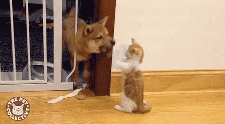 cat and dog scrap over piece of toilet paper