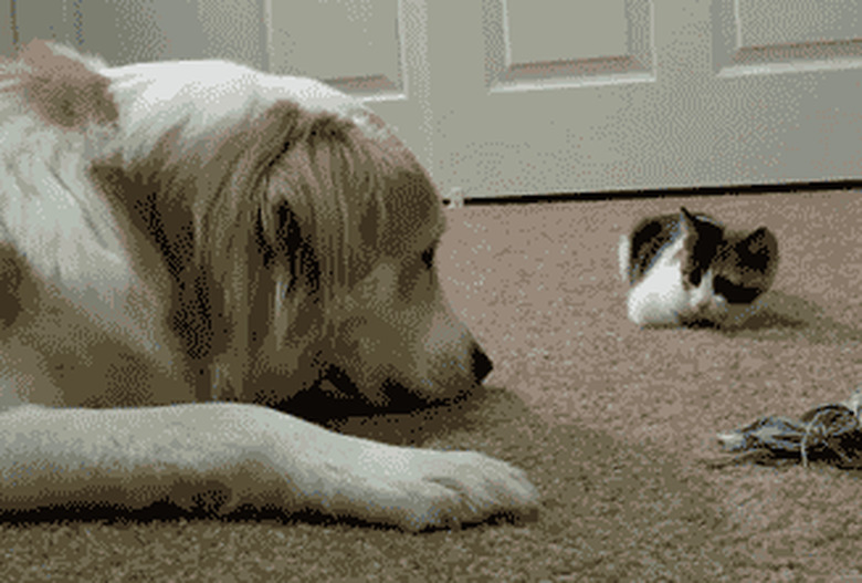 cat boops dog's nose