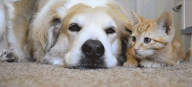 cat jumps on dog's head