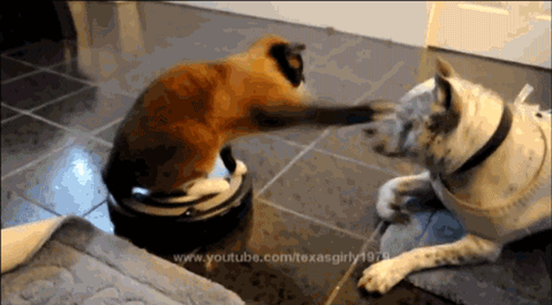 dog on roomba slaps dog