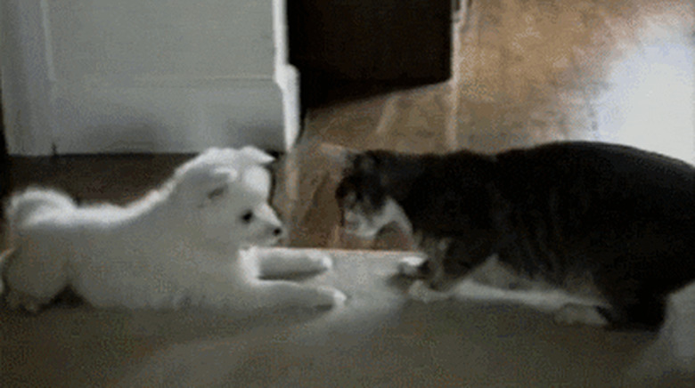 cat and dog have contest of wills