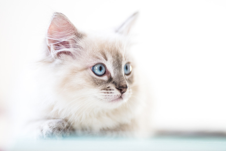 Ragdoll kitten