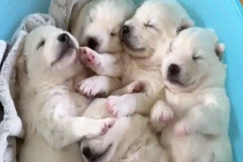 Nothing Is Better Than These Five Puppies Snuggling In A Bucket