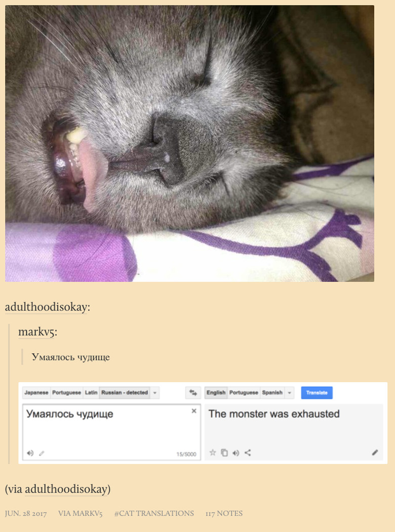 New Tumblr collects poorly translated cat captions from Russian