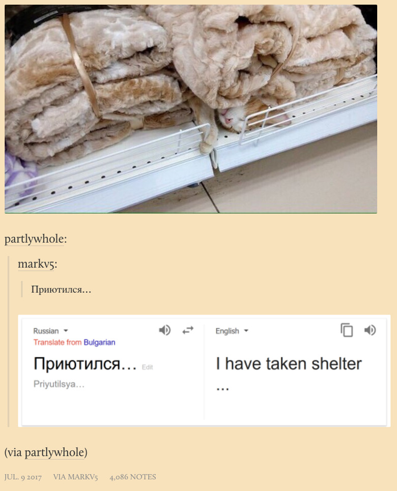 New Tumblr collects poorly translated cat captions from Russian