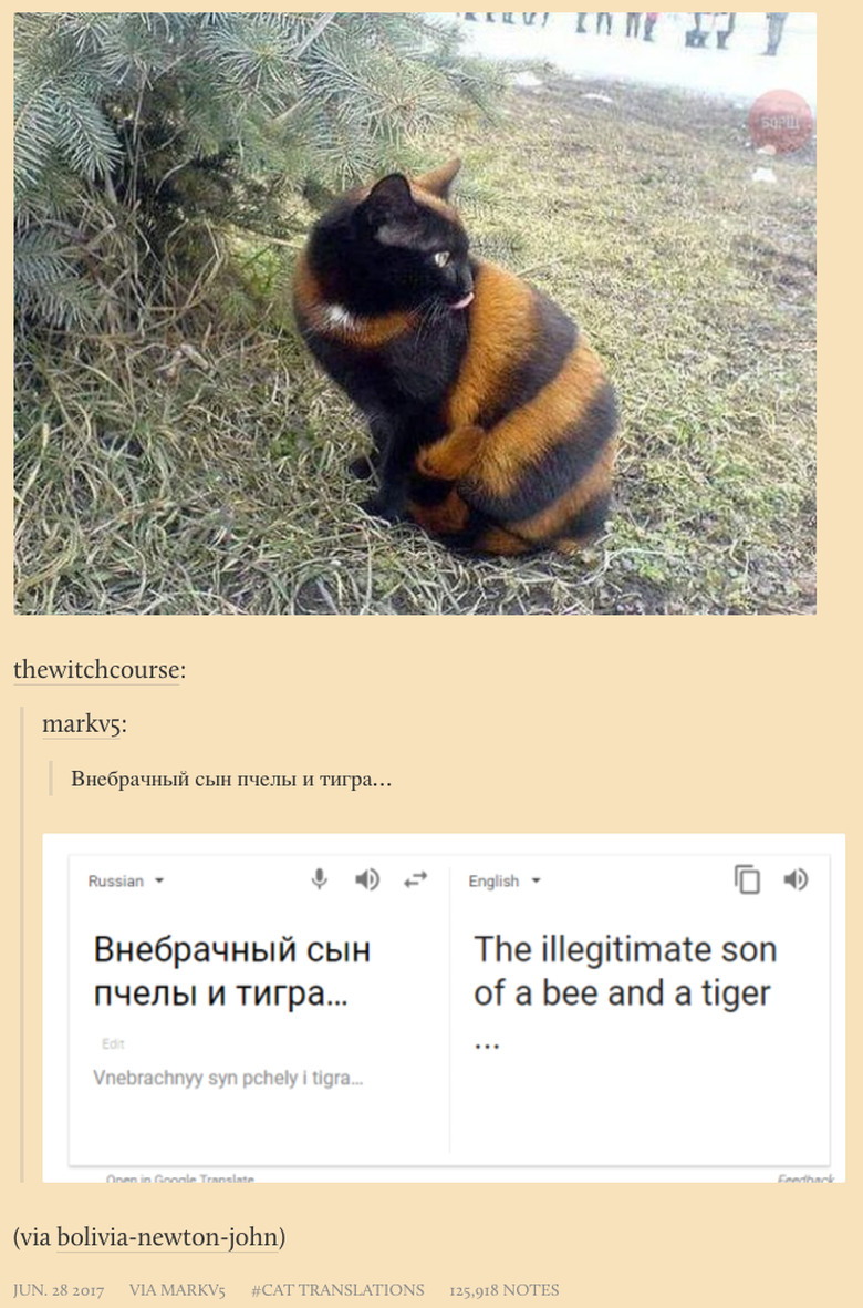 New Tumblr collects poorly translated cat captions from Russian