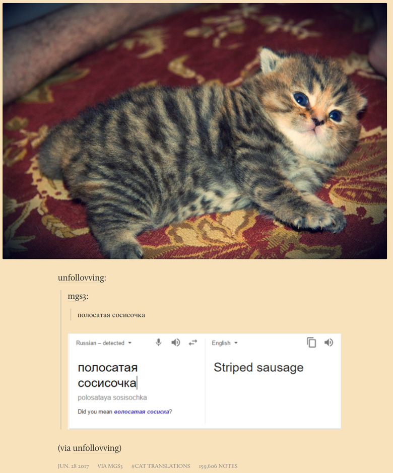 New Tumblr collects poorly translated cat captions from Russian