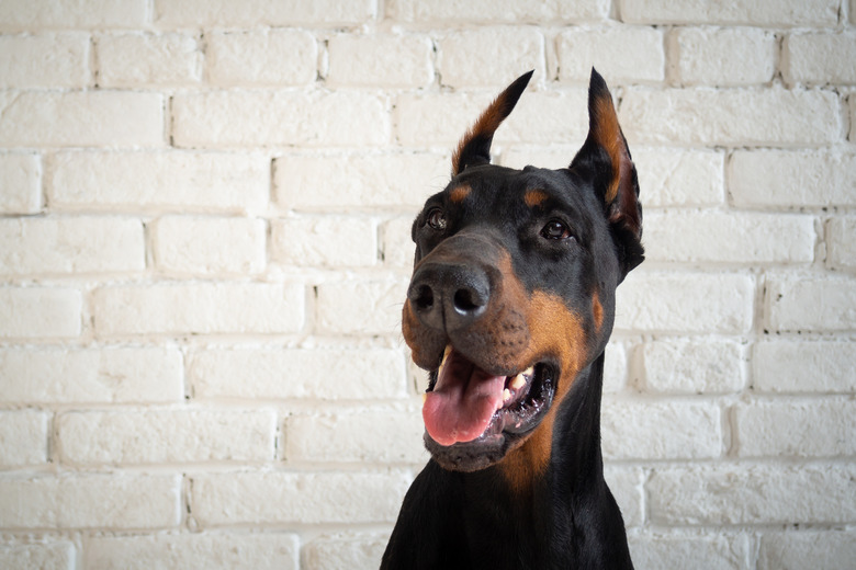 Portrait of a Doberman dog.