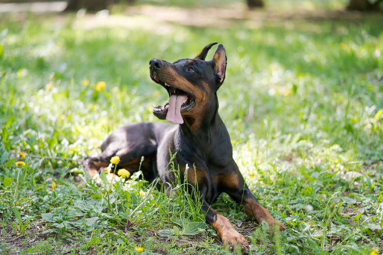 Portrait of a beautiful black and brown dog breed Doberman, which sitting in the park on the green grass in summer