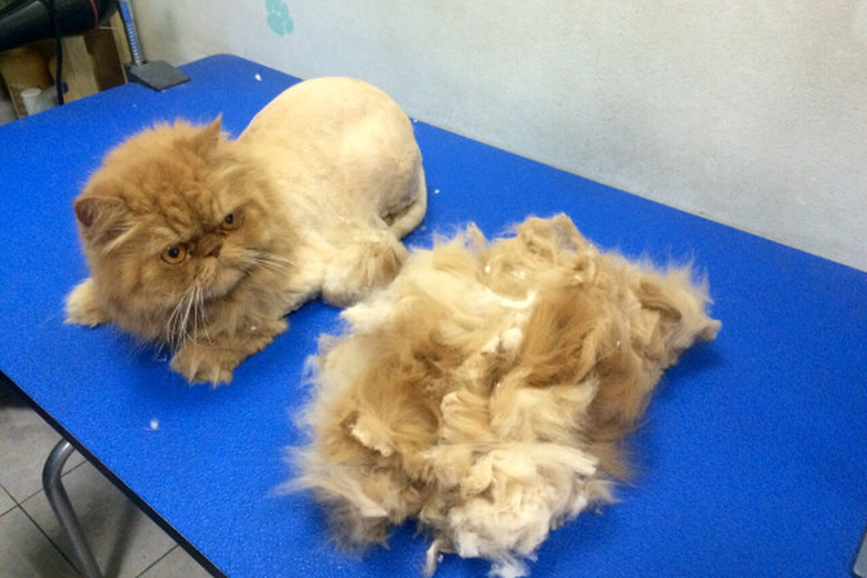 Top 10 Cats With Bad Haircuts