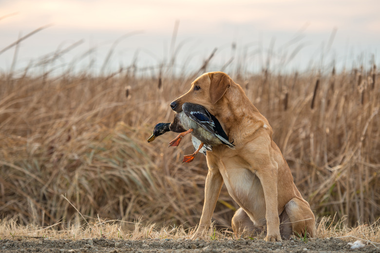 Labrador Retriever with Duck