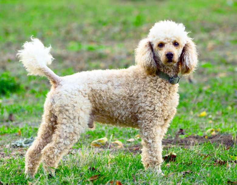 Poodle portrait