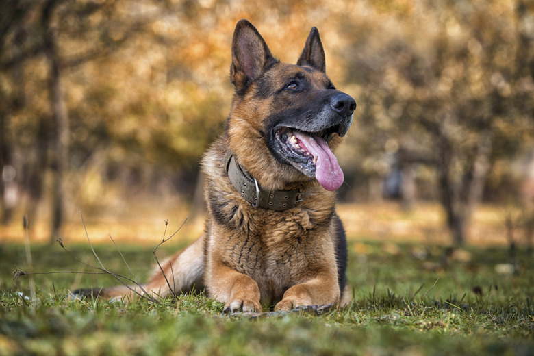 German Shepherd Portrait