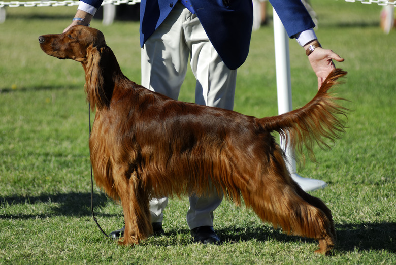 Irish Setter poses for the judges