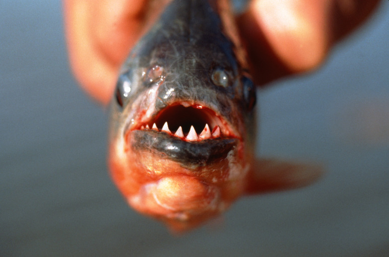 Close up of piranha jaws