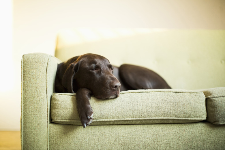 Chocolate Labrador resting on sofa