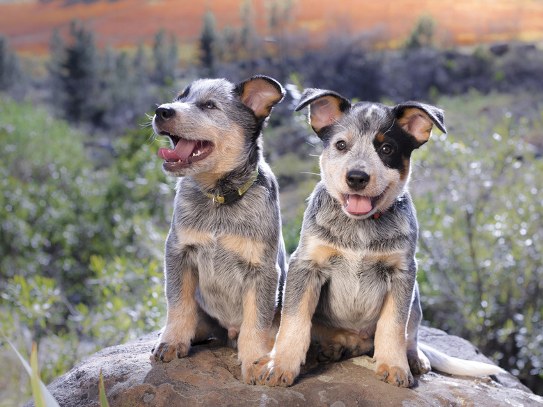 Best toys for blue heeler puppy hotsell