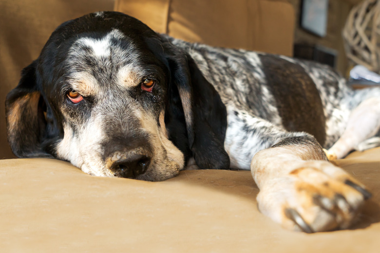 Bluetick Coonhound dog on couch