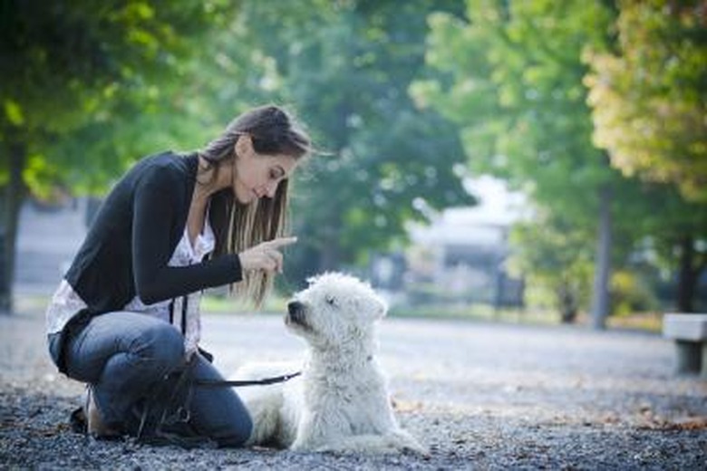 A woman training a white dog to sit and stay outside