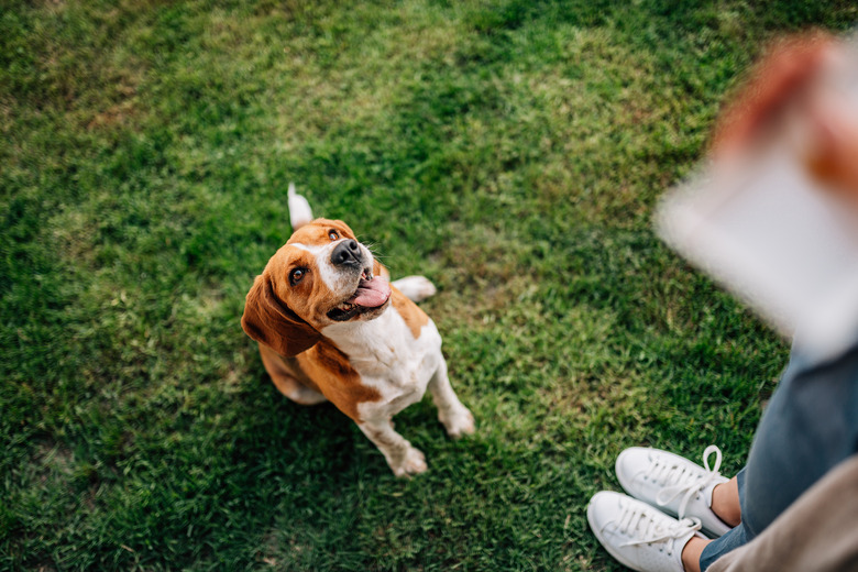 Girl giving a treat to happy dog.