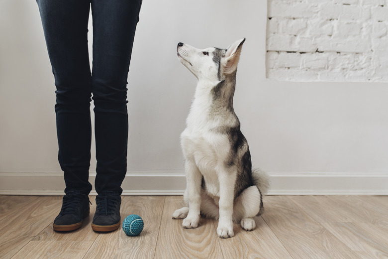 Smart Puppy Looking at Owner