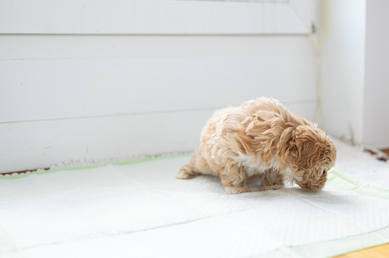 Cute little puppy on the hygienic pet pad