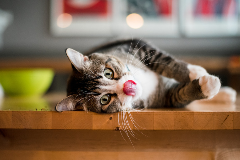 cat laying on his side on the kitchen table licking his lips